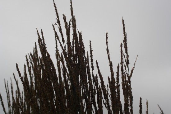 Molina caerulea - Torch