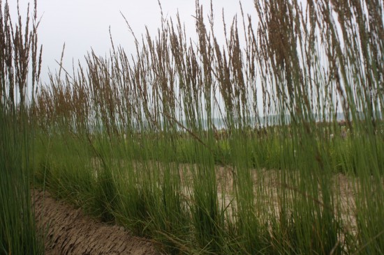 Molina caerulea - Torch