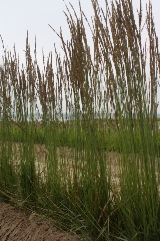 Molina caerulea - Torch