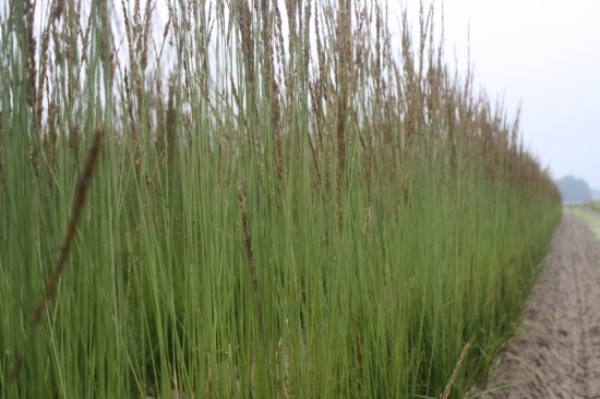 Molina caerulea - Torch