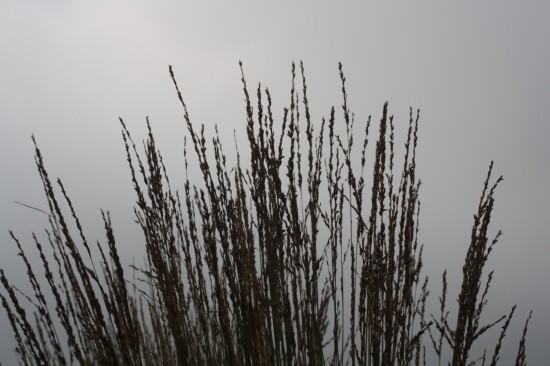 Molina caerulea heidezwerg