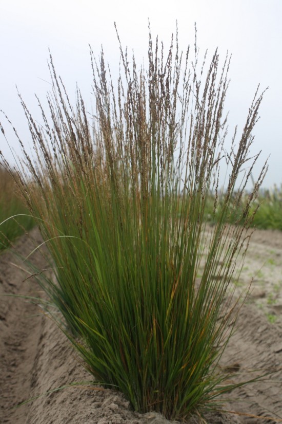 Molina caerulea heidezwerg