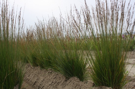 Molina caerulea heidezwerg