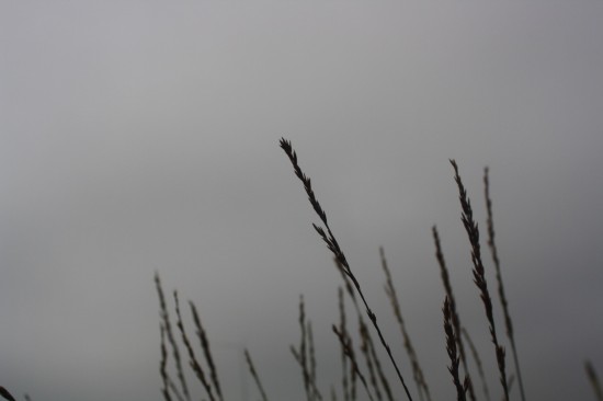 Molina caerulea - Cartmengen