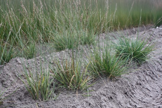 Molina caerulea - Cartmengen