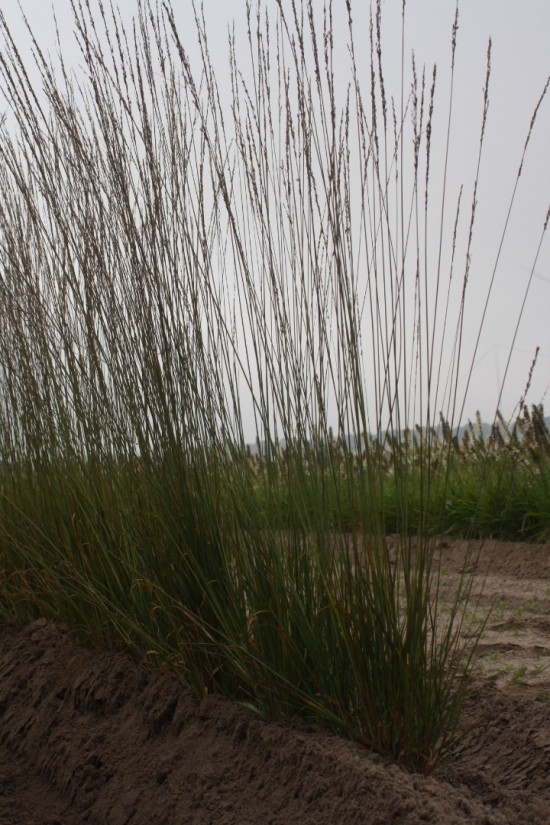 Molina caerulea cordoba