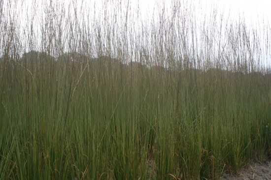 Molina caerulea cordoba