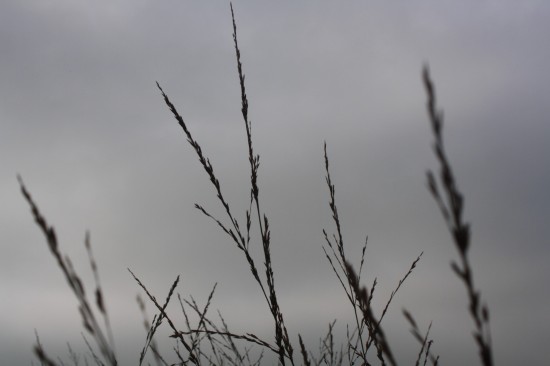 Molina caerulea transparent