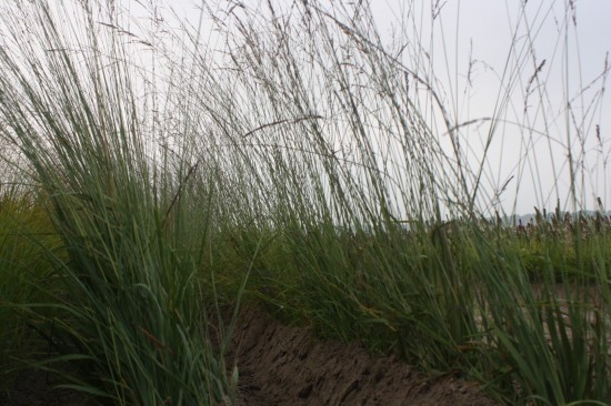 Molina caerulea transparent