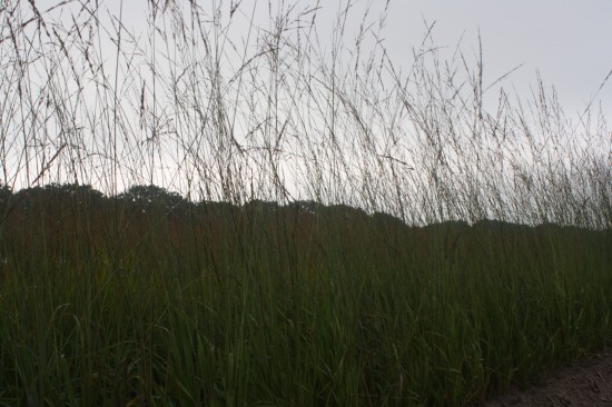 Molina caerulea transparent