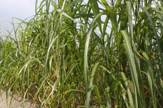 Miscanthus japonicum - Meidl