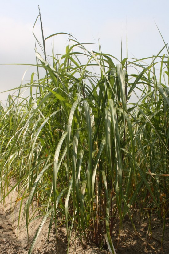 Miscanthus japonicum - Meidl