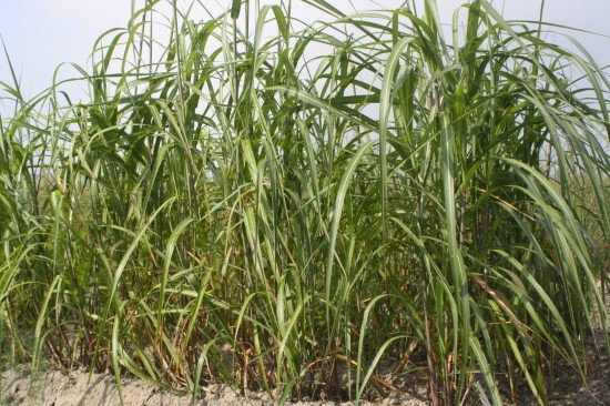 Miscanthus japonicum - Meidl