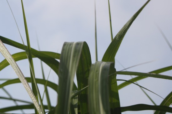 Miscanthus japonicum - Meidl