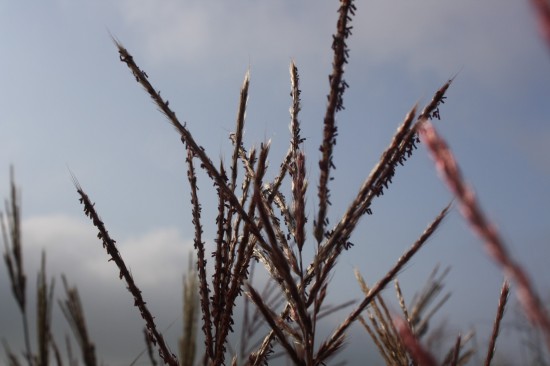 Miscanthus sinensis red chief