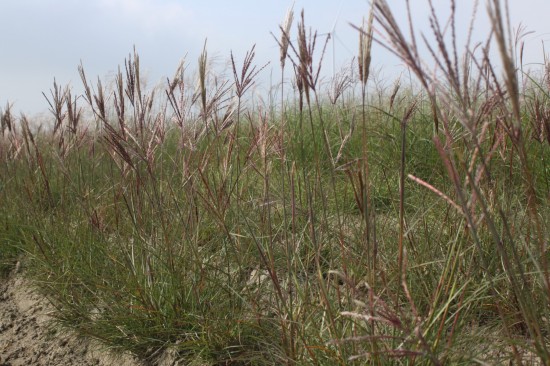 Miscanthus sinensis red chief