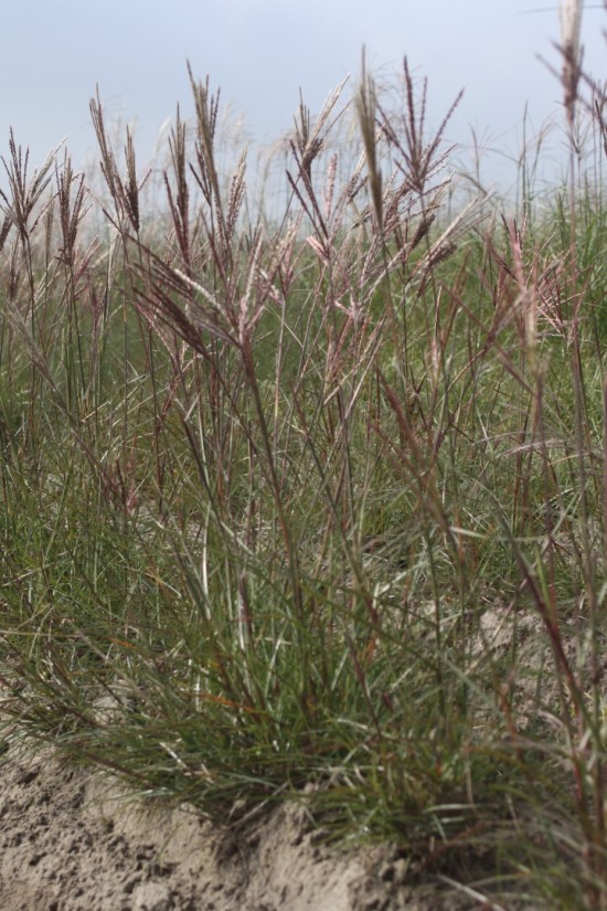 Miscanthus sinensis red chief