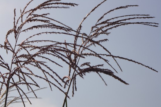 Miscanthus sinensis malepartus