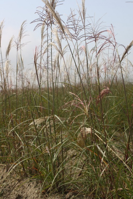 Miscanthus sinensis malepartus