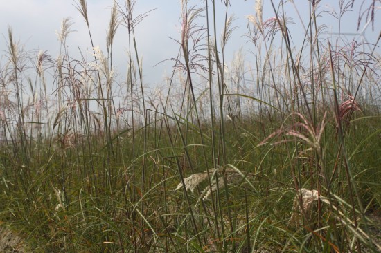 Miscanthus sinensis malepartus
