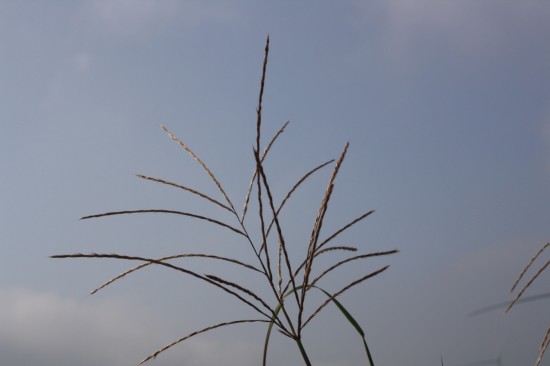 Miscanthus sinensis emmanuel lepage