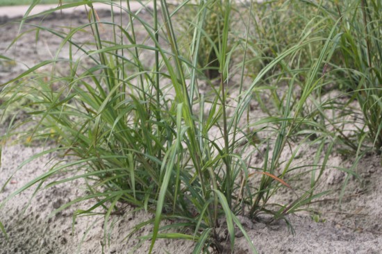 Miscanthus sinensis emmanuel lepage