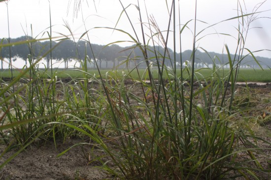 Miscanthus sinensis emmanuel lepage
