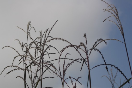 Miscanthus sinensis - Purparescens