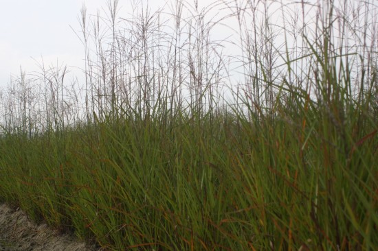 Miscanthus sinensis - Purparescens
