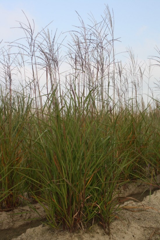 Miscanthus sinensis - Purparescens