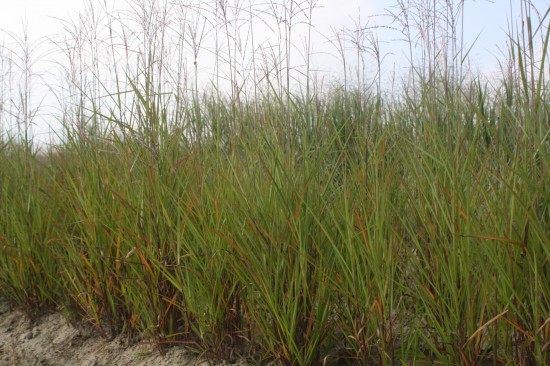 Miscanthus sinensis - Purparescens