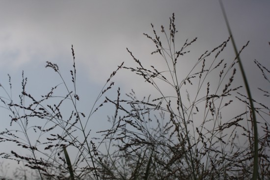 Panicum virgatum - Straightcloud