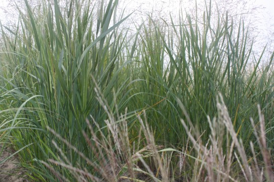 Panicum virgatum - Straightcloud