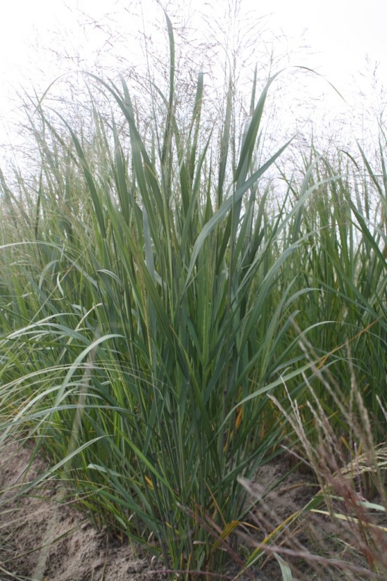 Panicum virgatum - Straightcloud