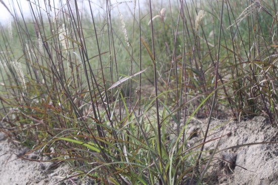 Miscanthus sinensis professor richard hansen