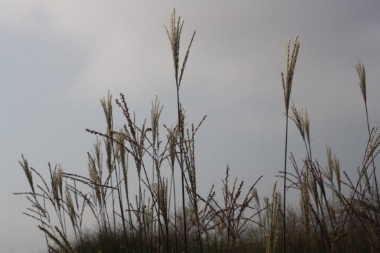 Miscanthus sinensis professor richard hansen
