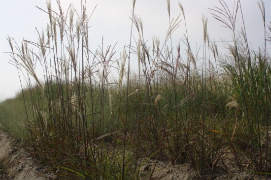 Miscanthus sinensis professor richard hansen