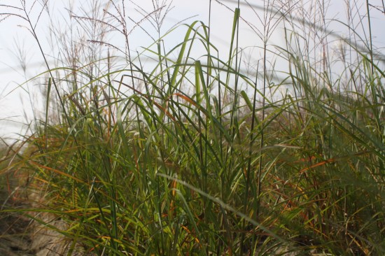 Miscanthus sinensis augustfeder