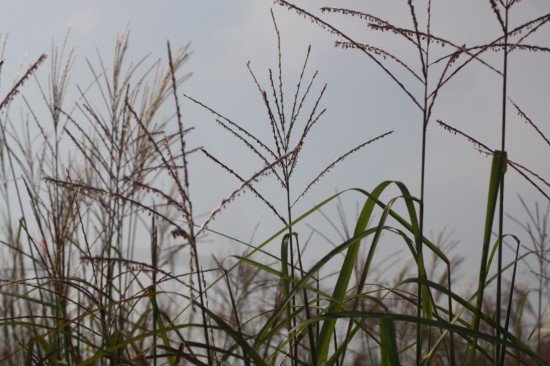 Miscanthus sinensis augustfeder