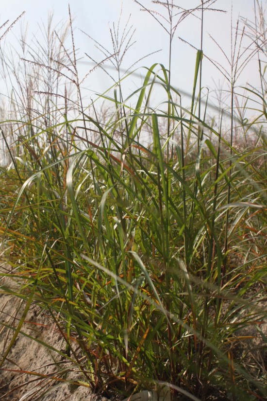 Miscanthus sinensis augustfeder