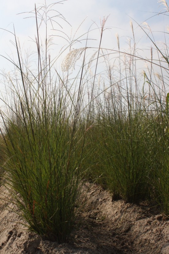 Miscanthus sinensis beth chato