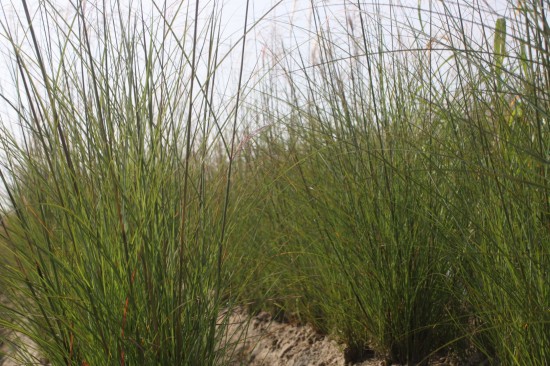 Miscanthus sinensis beth chato
