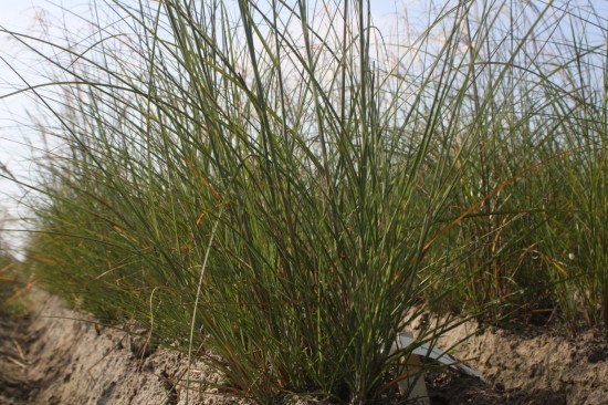 Miscanthus sinensis - Undine