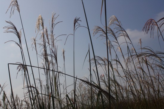 Miscanthus sinensis makramee