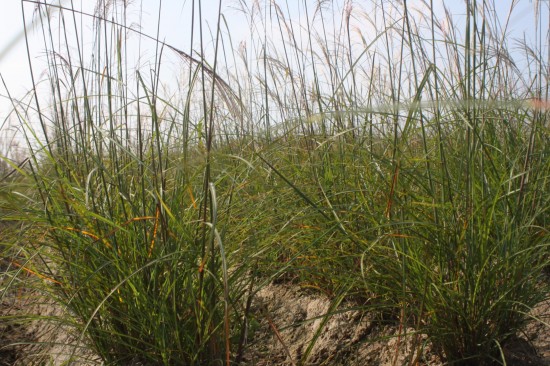 Miscanthus sinensis makramee