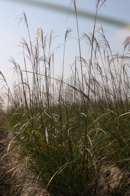 Miscanthus sinensis makramee