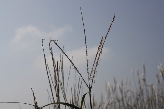 Miscanthus sinensis korea