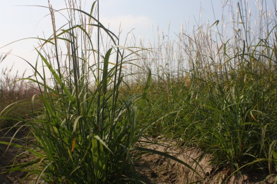 Miscanthus sinensis korea