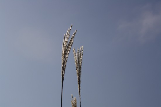 Miscanthus sinensis dronning ingrid