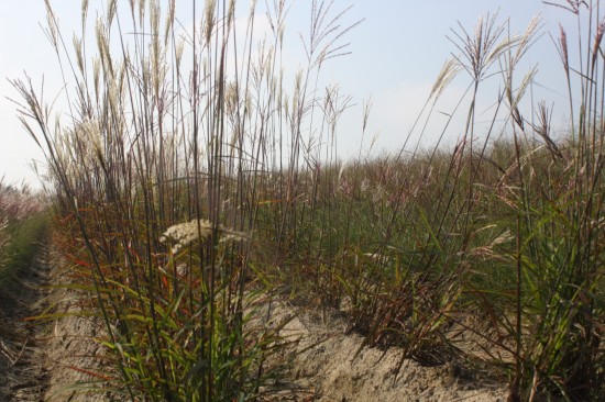 Miscanthus sinensis dronning ingrid